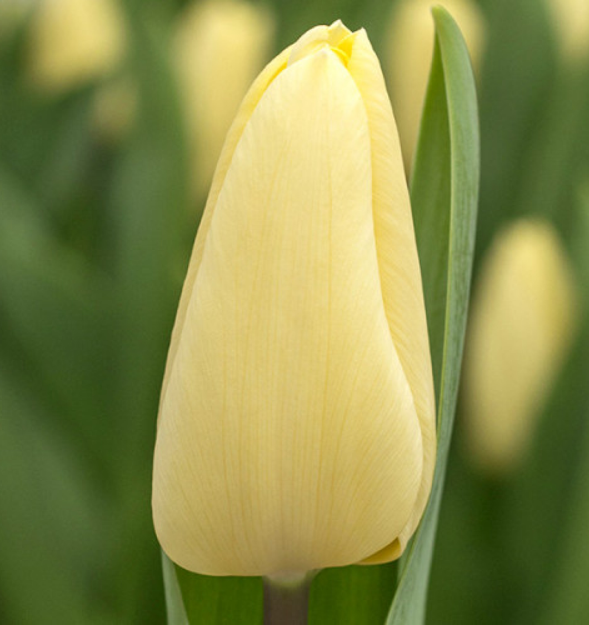 Creme fraiche