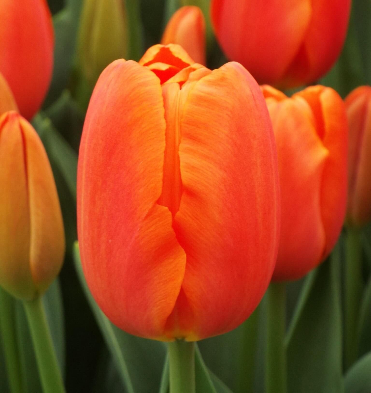 Orange sherpa