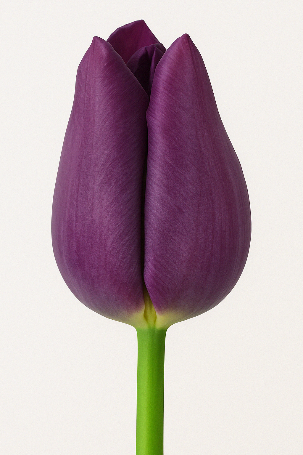 Луковица тюльпана Purple Lady